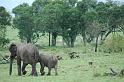 Elephants & Monkeys